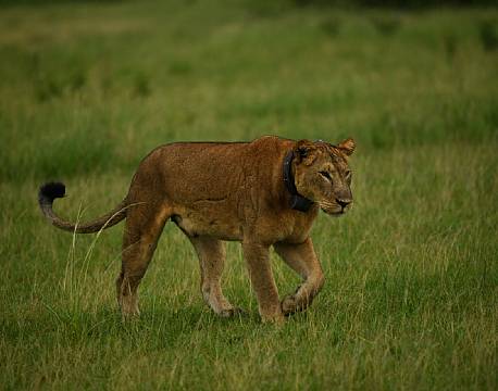 løve med sporingschip africa tours