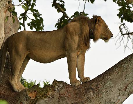 hanløve med sporingshalsbånd africa tours