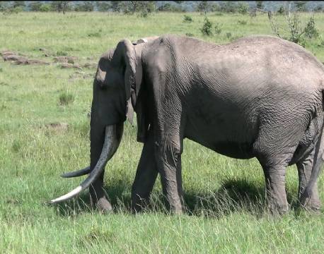 elefant med sporingsenhed africa tours
