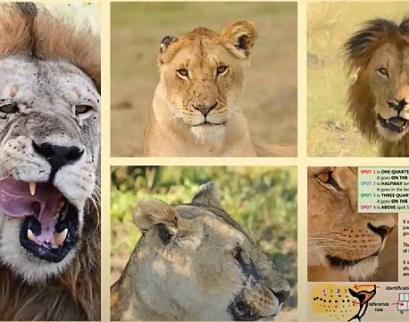 løveansigter africa tours