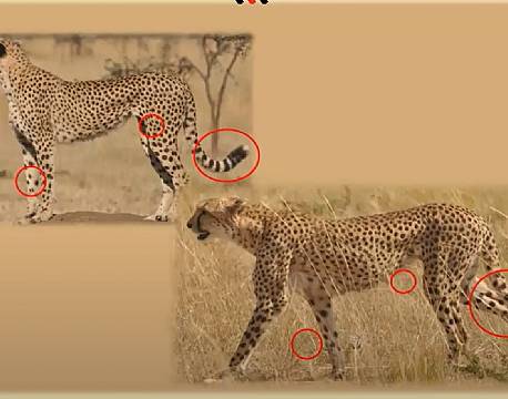 gepard mara africa tours