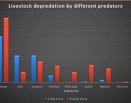 livestock depredation by different predators africa tours