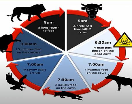 giftcyklus dyreliv africa tours