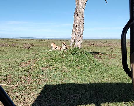 leopardpar på sletten africa tours