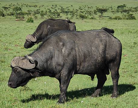 bøffelsafari karen blixen camp africa tours
