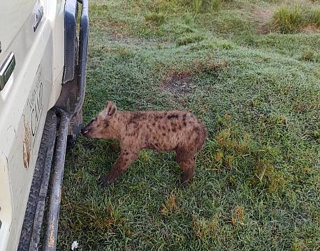 vildhund tæt på safaribil africa tours