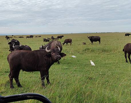 bøffelflok safari africa tours