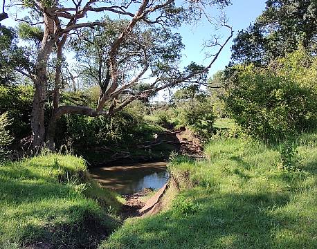 skov med sø africa tours