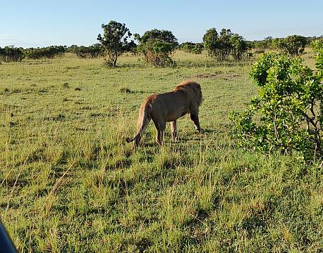 ene hanløve på savanne africa tours