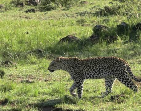 leopard på savannen africa tours
