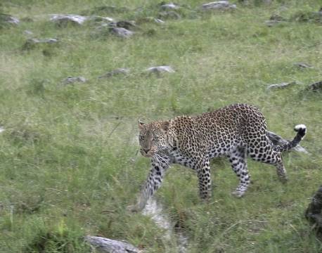 safari leopard africa tours