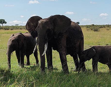 safari karen blixen camp africa tours