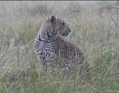 leopardsafari karen blixen camp africa tours