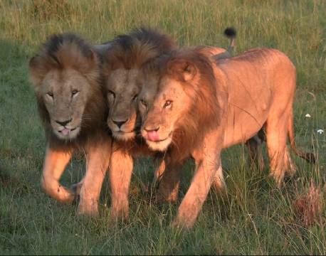 tre løvehanner africa tours