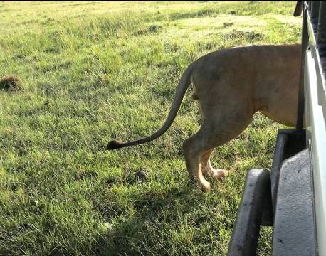 løvesafari karen blixen camp africa tours