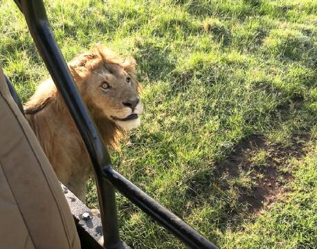 tæt på hanløve safari africa tours
