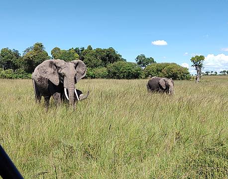 elefanter på savannen karen blixen camp africa tours