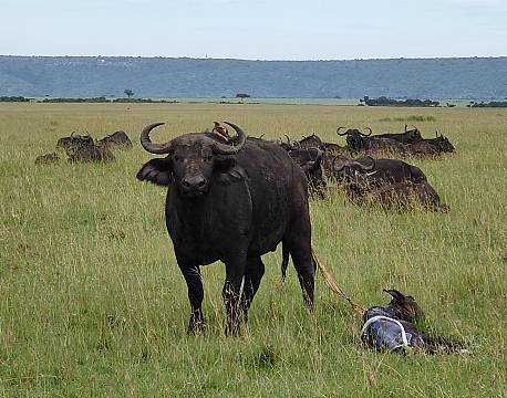 karen blixen camp bøffelsafari africa tours