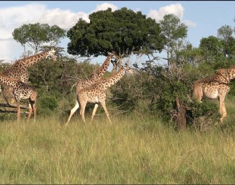 gifrafsafari på savannen africa tours