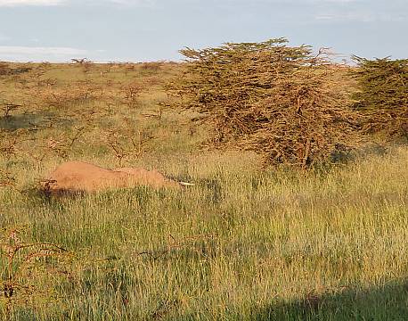 sovende elefant savanne africa tours