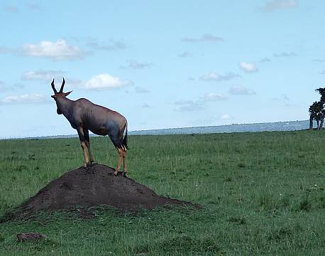gazelle på slette africa tours
