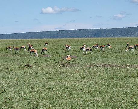 gazelleflok safari africa tours