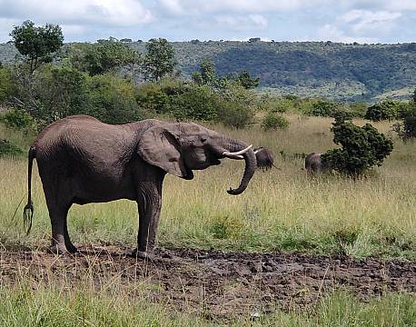 elefantsafari karen blixen camp africa tours