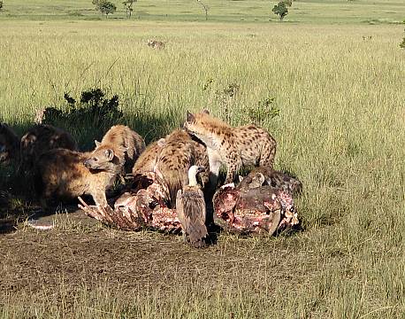 vildhunde med bytte safari africa tours