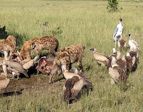 karen blixen camp safari vildhunde africa tours