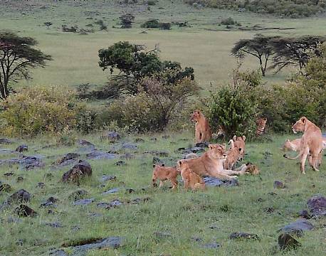 løvefamilie safari africa tours