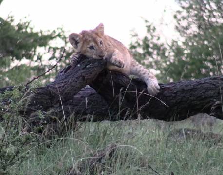 løveunge safari africa tours