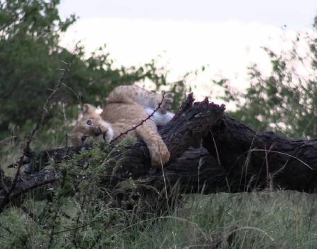 karen blixen camp løveunge africa tours