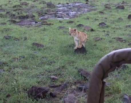 løveunge tæt på safari africa tours