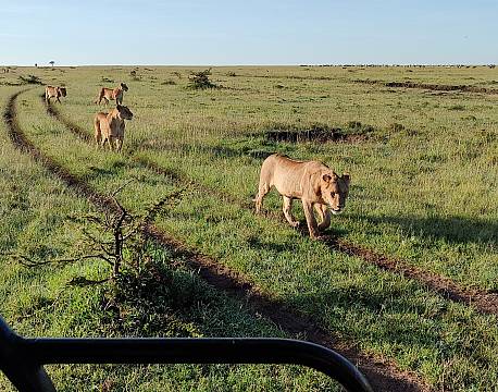 karen blixen camp tæt på løver africa tours