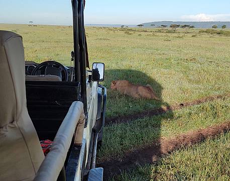 måltid på savannen safari africa tours