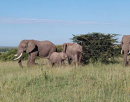 elefantflok karen blixen camp africa tours