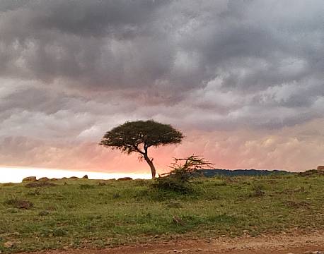 solopgang savanne africa tours