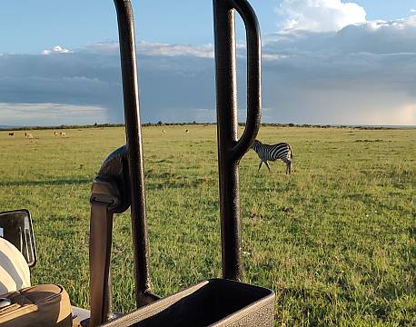 åben safaribil zebra tæt på africa tours