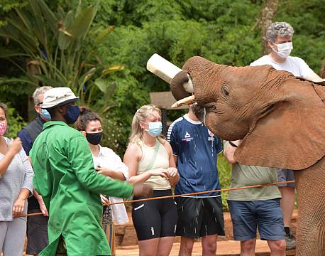 babyelefant safari africa tours