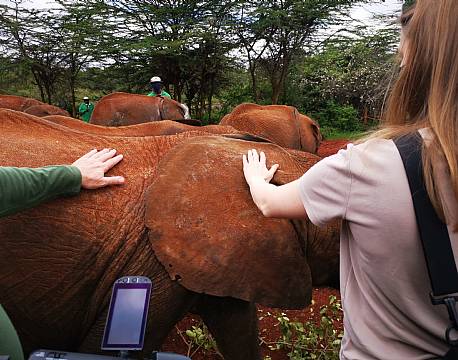 safarigæster rør ved elefant africa tours