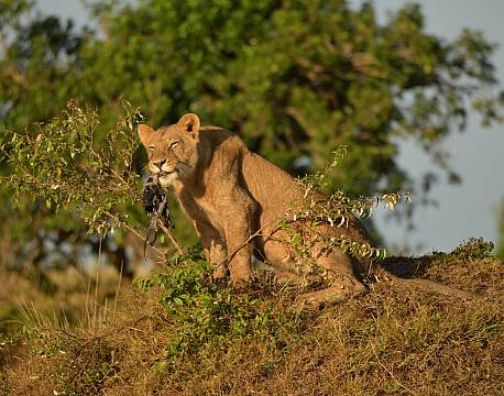 løvesafari africa tours