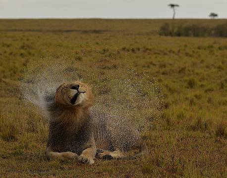 hanløve ryster vandet af sig africa tours