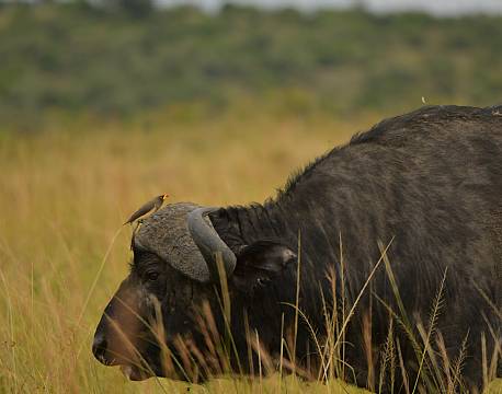 safari tanzania africa tours