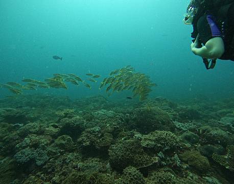 undervandssafari africa tours