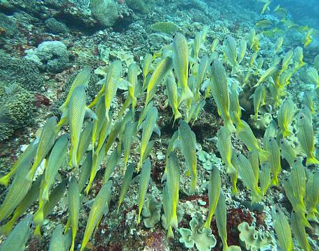 stime af gule fisk africa tours