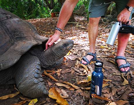 safari skildpadde africa tours