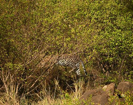 kamufleret leopard africa tours