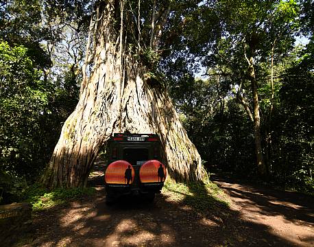 safari i skov africa tours