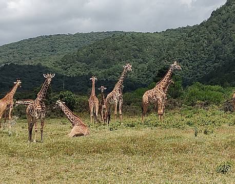 safari girafflok africa tours