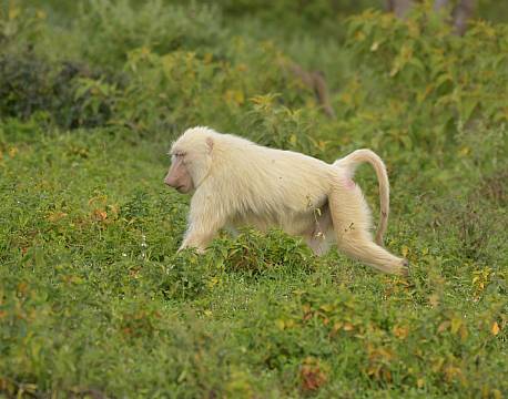 hvid bavian tanzania africa tours